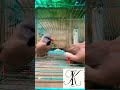 Shaft Long Tail Finches