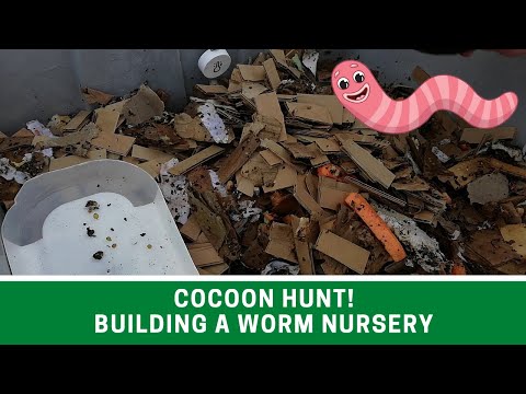 COCOON HUNT! Building a WORM NURSERY