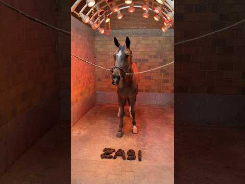 Scherst du?🐴✂️ #horse #equestrian #equestrianjourney #pferde #horseriding #shorts #shortvideo