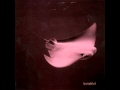 Ljungblut - Is There Another Way Out 