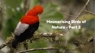 Mesmerising Birds of Nature   Part 2