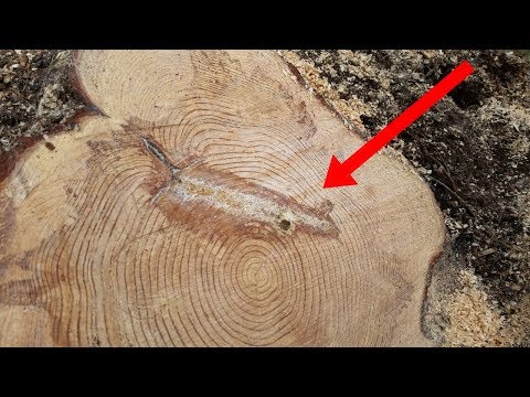 Leñadores cortaron este árbol por la mitad, pero jamás se imaginaron encontrar esto en su interior. Video