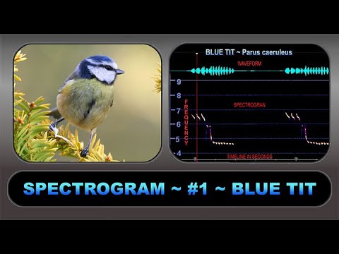 image-How do you read a bird ultrasound?