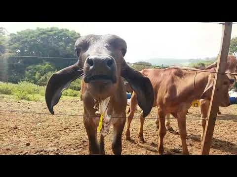 Pardinho Artesanal - Pardinho/SP