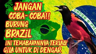 Download lagu 'BURUNG BRAZIL INI TERLALU GG UNTUK DIDENGAR!' #birds #burung #bird #masteranburung #birdsounds mp3