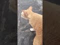 Cat can sing