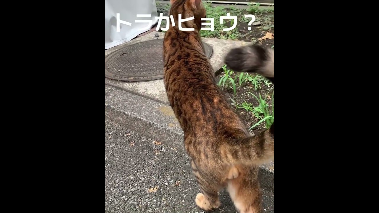 トラか？ヒョウか？でも人懐っこい。買いたいが、