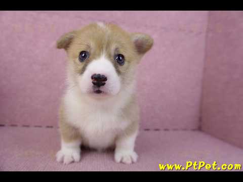 10/13雙色柯基犬母幼犬4號