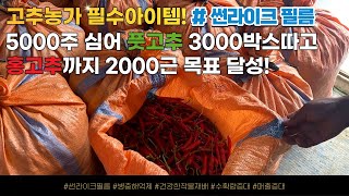 하우스 고추 재배기술 1등 농가의 홍고추재배 노하우 썬라이크필름