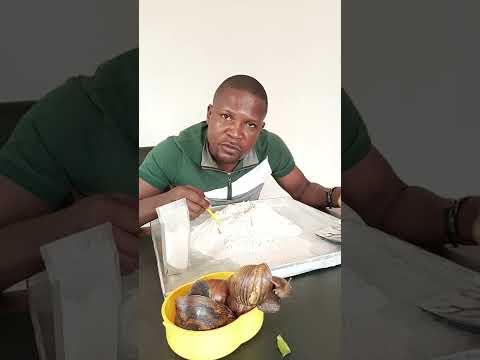 Comment Conserver la Bave d'escargots pour une longue période