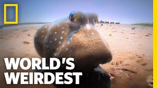 World's Weirdest - Fish Battle on Land