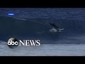 Teen Surfer Astonished After Being Hit by Leaping ...