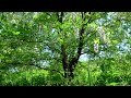 Природа Весной 4K</p></noscript> <p>Пение Птиц Пчёлки Цветущее Дерево</p> <p>Живая Природа 4К» width=»100px» height=»60px»/> Смотреть / Download </p> <p><img src=