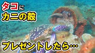 マダコにカニ殻をプレゼントしたら…