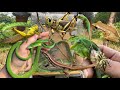 Reptile Fight In The Wild ️catch Green Snake Lizard Chameleon Jump Spider Giant Grasshopper
