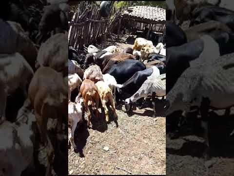 #shorts#bela criação #@casaljumadetudoumpouco #