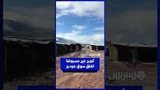 ثلوج غير مسبوقة تغلق سوق مودج نواحي بني ملال بعد سنوات thumbnail