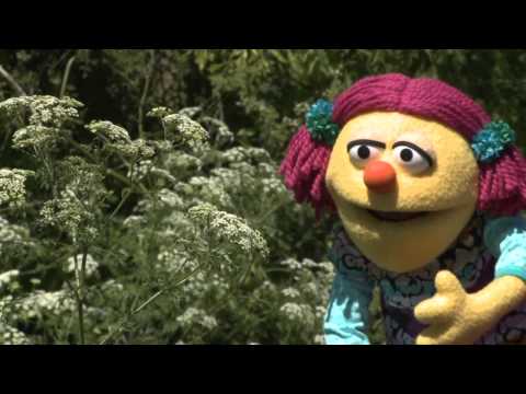 Hannah Learns About Poison Hemlock