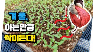 종자 아래 전기장판 깔았더니 벌어진일