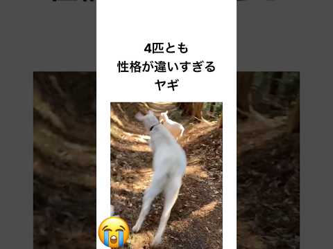 4匹とも性格が違いすぎるヤギ
