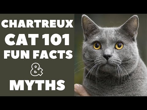 Chartreux Cats 101 : Fun Facts & Myths