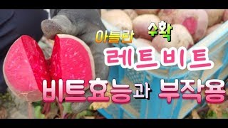 레드비트 수확 #비트 효능은 #비트 부작용은 #비트 먹는 법 #비트 재배법 #Bit effect is #Bi…