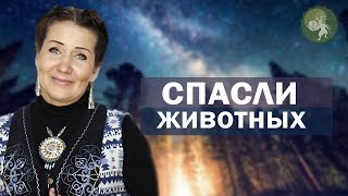 Спасение животных прошло успешно! Шаманская экспедиция к горе Белуха