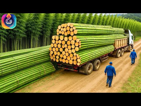 Wie Bambus geerntet und verarbeitet wird: Die Pflanze, die die Welt revolutioniert!