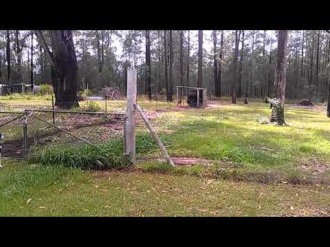 Alfie's first friend, Zack the donkey