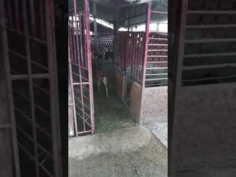 Hươu sao bán chăn thả. Dũng 0968 24 06 06