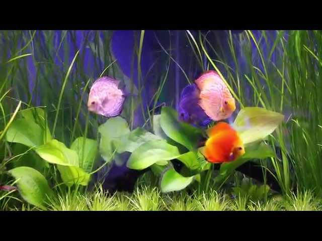 MrLeif's 280L Discus Aquarium