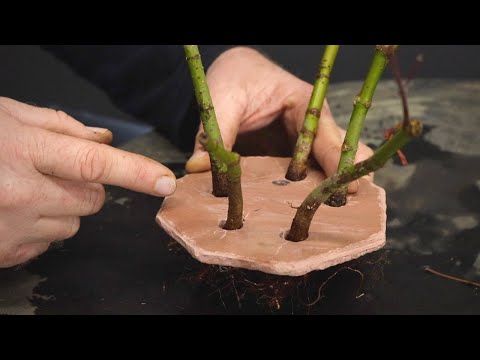 Creating clump style bonsai with Japanese maples on tiles and washers