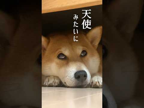 柴犬「愛」ランド#柴犬#柴犬こむぎ#アテレコ