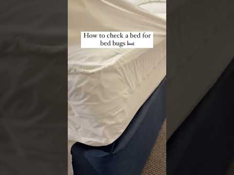 How to check a bed for bed bugs