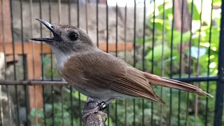 Download lagu Pancingan SRDC Sulingan DECU Tledekan TL Jongkangan Kacer Murai Anis Agar Cepat NYAUT Bunyi GACOR mp3 Download lagu Pancingan SRDC Sulingan DECU Tledekan TL Jongkangan Kacer Murai Anis Agar Cepat NYAUT Bunyi GACOR mp3