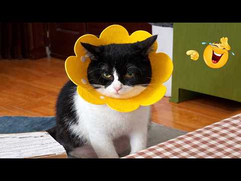 You Laugh You Lose 😂😹 | Ultimate Funny Cat Compilation