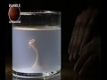 Man Creates Monster In His Basement With Sperm And Chicken Egg Home Alchemy