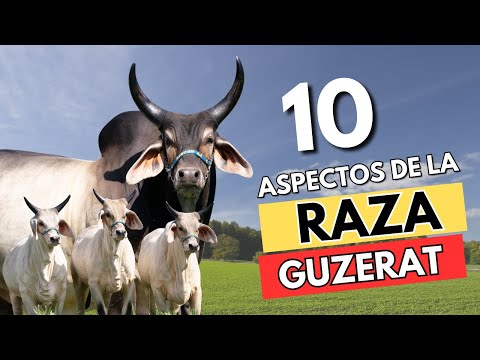 Raza Bovina Guzerat: 10 aspectos importantes sobre la raza Guzerat