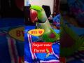 Parrot Pablo - प्यारी Bye 😍🥰#shorts #parrot #funny #cute