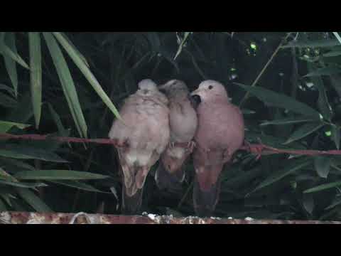 Ruddy ground dove Columbina talpacoti