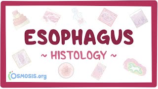 Esophagus: Histology