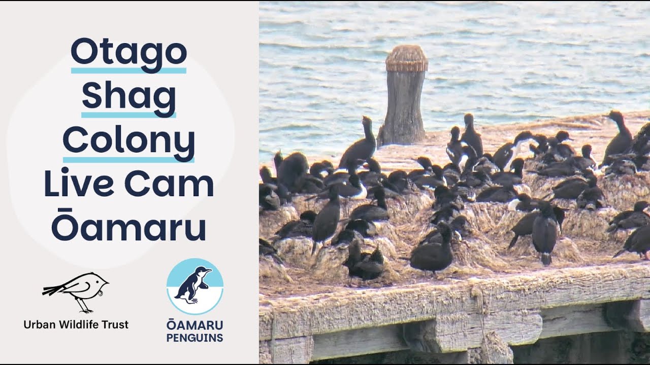 Live webcam view of Otago Shag Colony at Sumpter Wharf