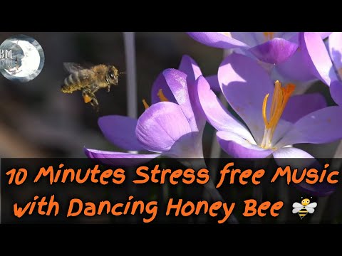 Stress free Music with Dancing Honey Bee Background