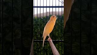 Download lagu Kenari Cuit Cuit Cengkok Mewah #canarias #kenari #kenarigacor #pancingankenari #kenaripaud mp3