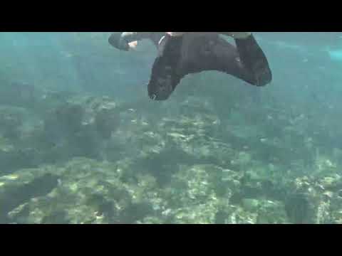 Galapagos - Day 9 - Deep Water Snorkel - Santa Cruz