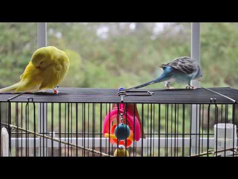 Budgie cleaning herself while enjoying classical music