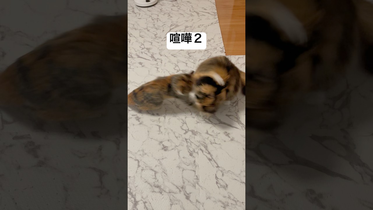 #猫動画 #cat #ねこ #猫 #ネコ #癒される #保護猫 #三毛猫 #かわいい #かわいい猫 #ねこのいる生活 #ねこのいる暮らし #ねこのきもち