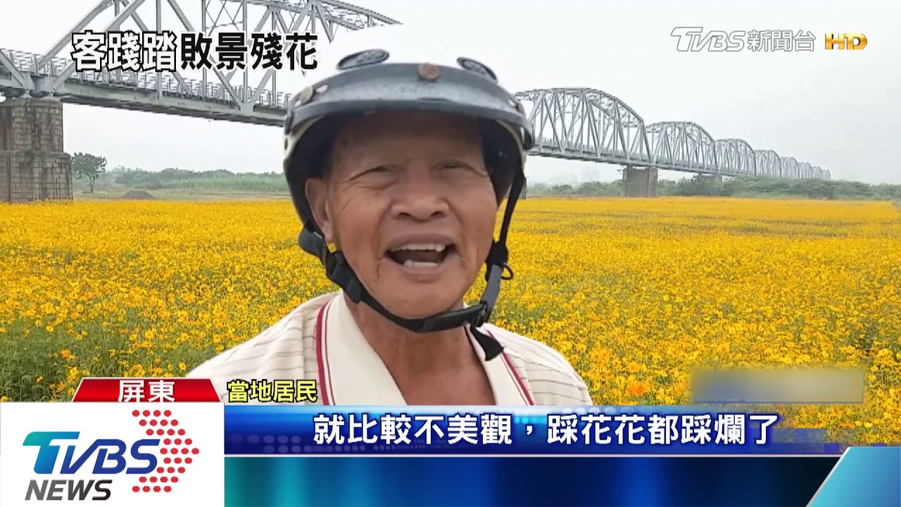 公德心在哪?遊客為拍美照踐踏波斯菊花海