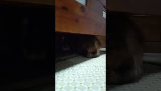 仲悪い白猫に警戒しているネコさん。 #猫 #shorts