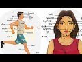 Parts of the Body in English | Human Body Parts Names